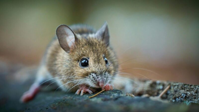 Pelės paliks jūsų lysves ramybėje: atskleista, kaip jas išvyti be jokių spąstų ar nuodų