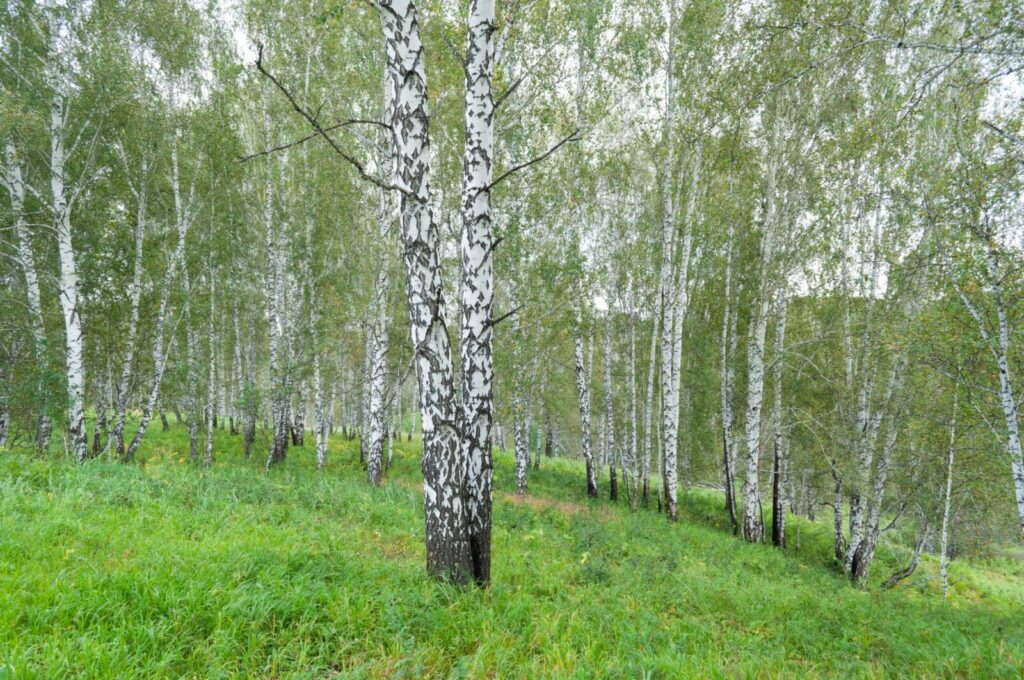 Tranquil birch trees in a lush green forest, embodying peace and nature's beauty.