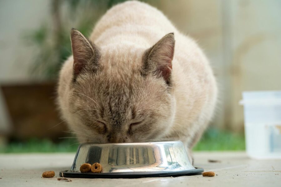 A Siamese cat enjoys a meal from a metal bowl outdoors in Jakarta, Indonesia.