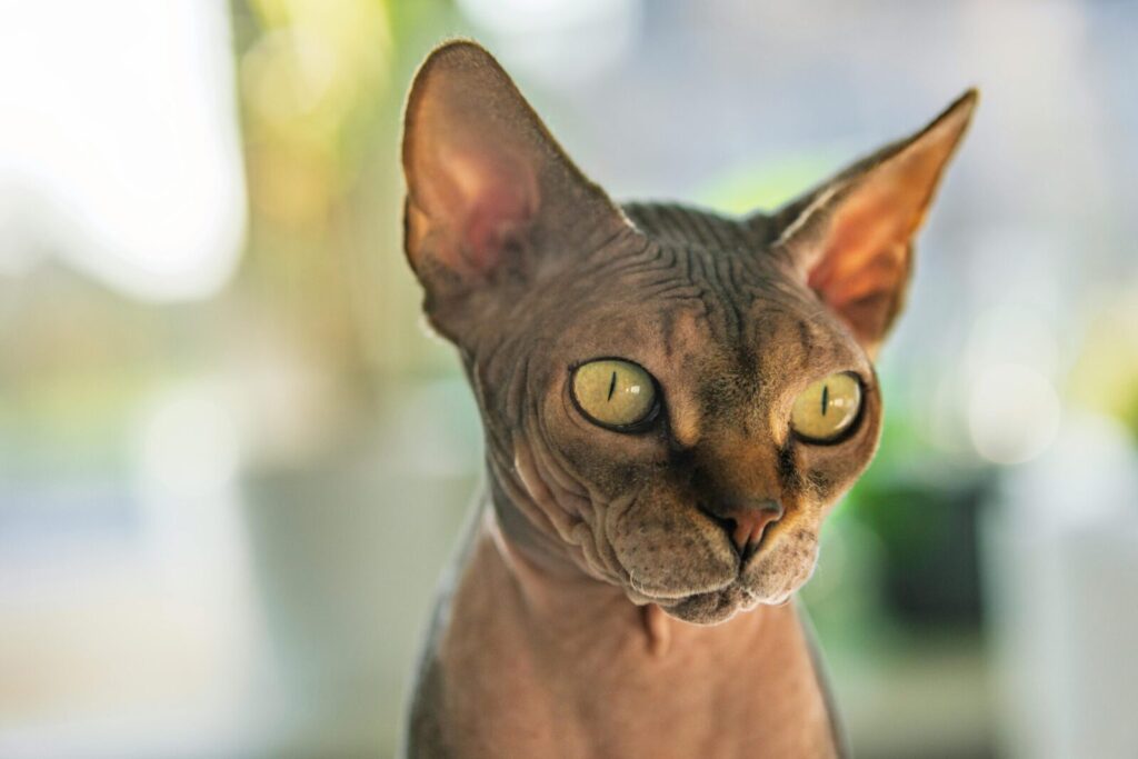 Detailed portrait of a Sphynx cat with striking eyes, captured in natural light indoors.