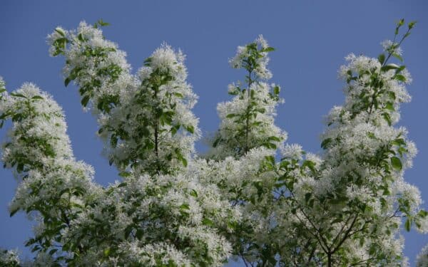 Pražysta, kai kiti dar miega: šis krūmas jūsų kiemą užpildys migdolų aromatu