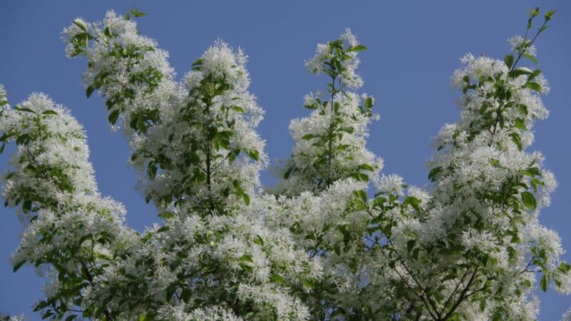Pražysta, kai kiti dar miega: šis krūmas jūsų kiemą užpildys migdolų aromatu