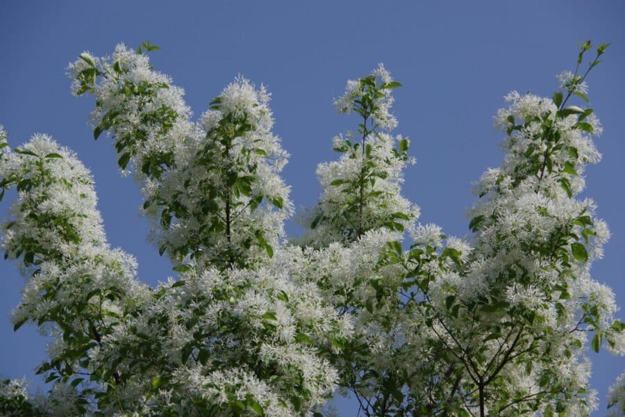 White flowers blooming in spring against a clear blue sky, symbolizing renewal.