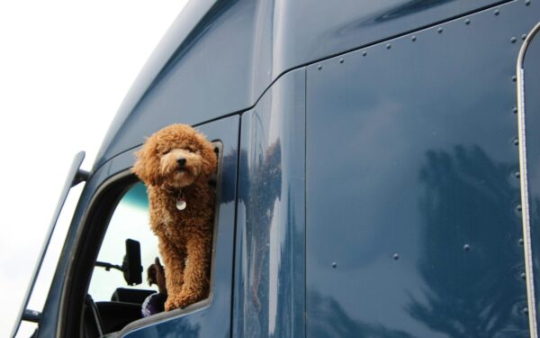 Augintinio pasas nebegalios? Britams po „Brexit“ kelionės gerokai pabrango