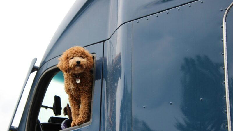 Augintinio pasas nebegalios? Britams po „Brexit“ kelionės gerokai pabrango