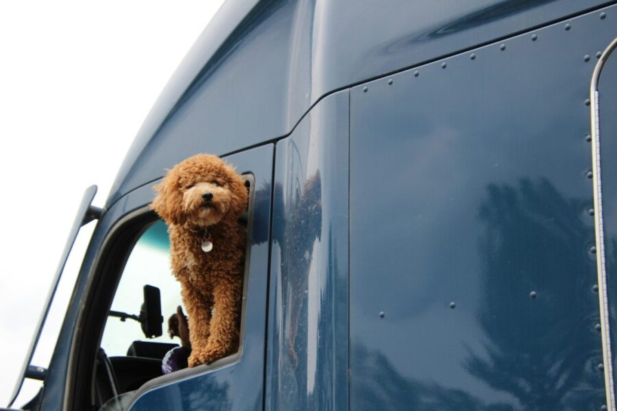 Adorable fluffy dog poking out of a truck window, showcasing a joyful moment on a road trip.