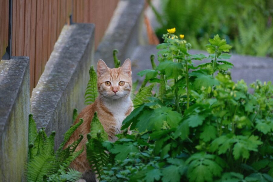 A curious ginger cat peeks through lush green plants in a garden setting.