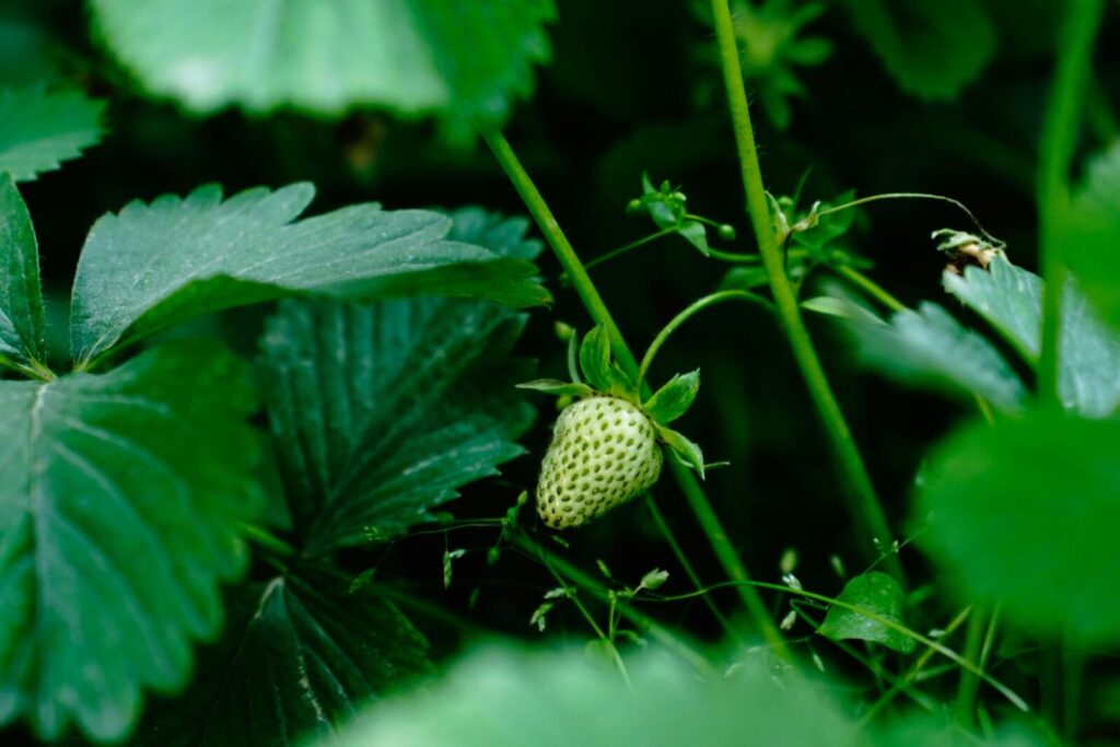 Close-up of an unripe strawberry growing among dark green leaves in Srinagar, capturing fresh nature.