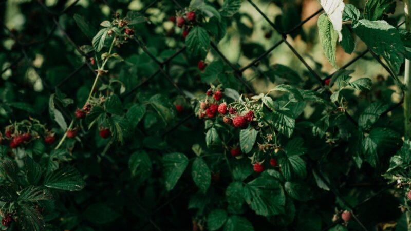 Pamirškite smulkias uogas: viena sodinimo klaida balandį gali palikti jus visai be derliaus