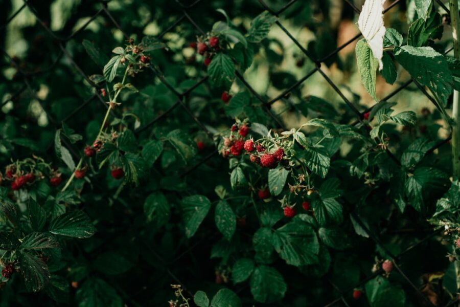 Vibrant red raspberries growing on a plant with rich green leaves against a chain-link fence.