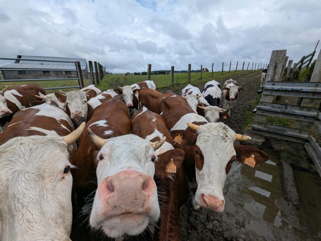 A group of curious brown cows gather in a muddy field in Bastogne, Belgium.