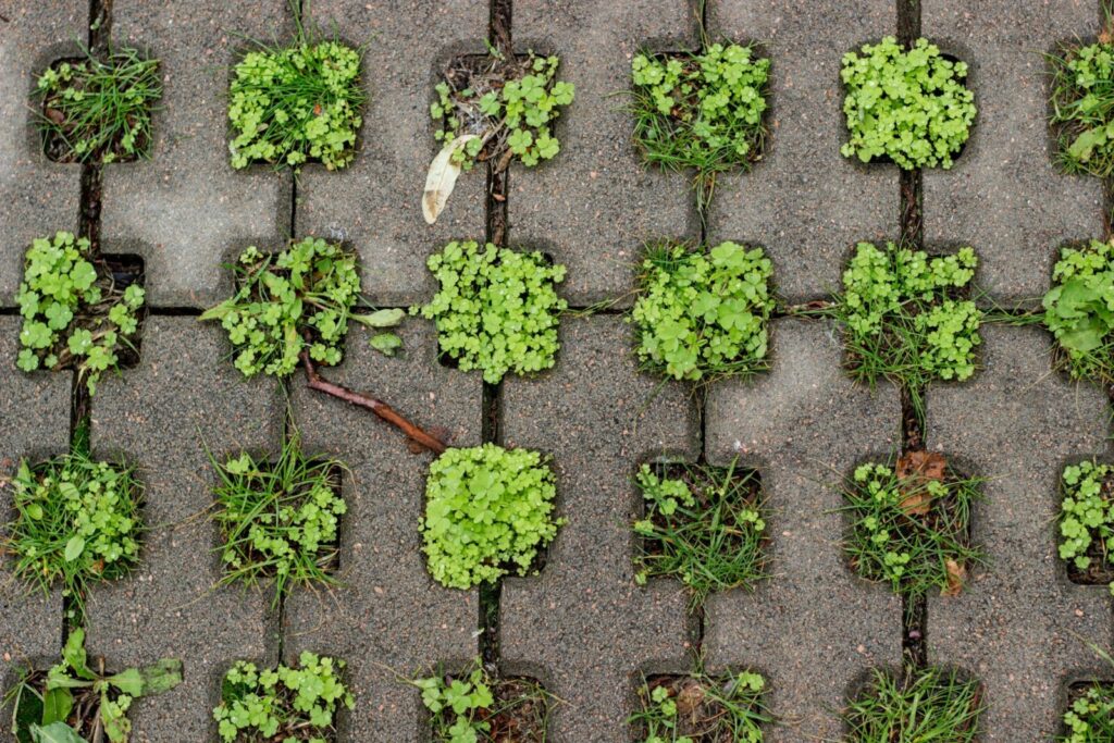 Interlocking pavement blocks with green plants sprouting through in an artistic pattern.