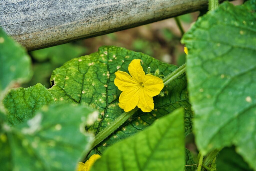 Vibrant yellow flower blooms on a lush green leafy vine, showcasing nature's beauty.