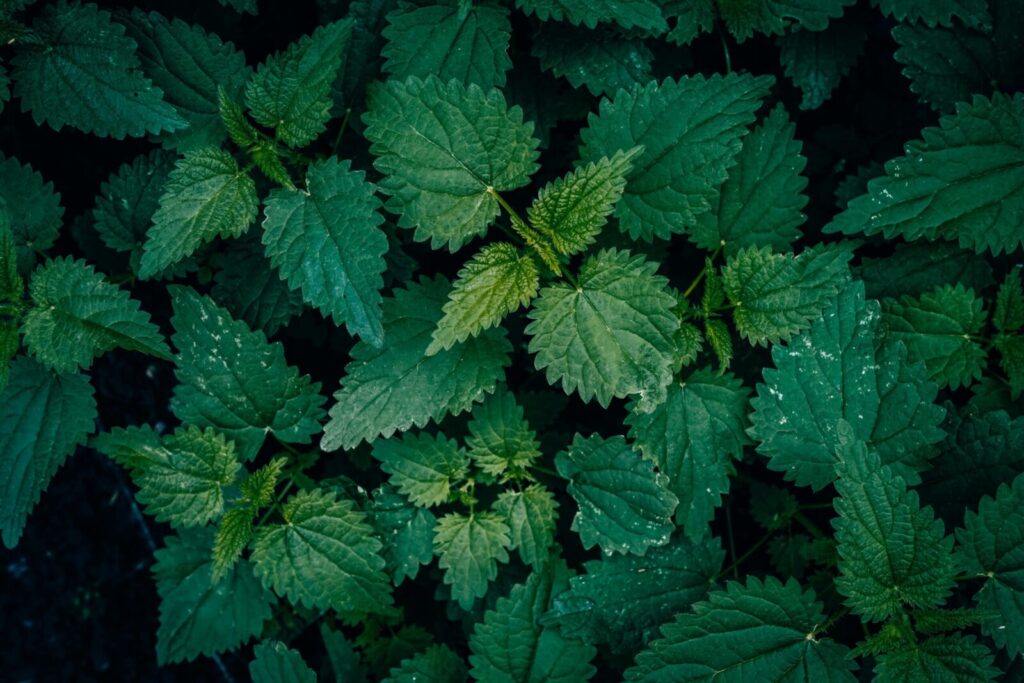 Vibrant green common nettle leaves in a textured pattern, captured outdoors with a dark natural backdrop.