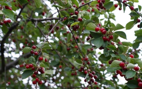 Norite trešnių ant vyšnios poskiepio? Parodome paprasčiausią skiepijimo būdą