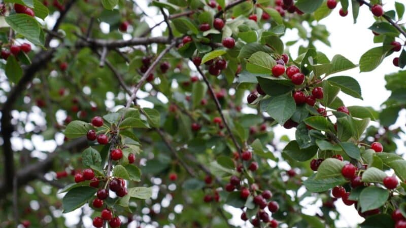 Norite trešnių ant vyšnios poskiepio? Parodome paprasčiausią skiepijimo būdą