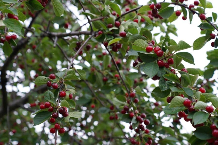 Close-up of a cherry tree branch filled with ripe red cherries and green leaves.