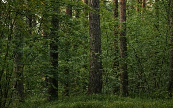 Mokslininkai išsiaiškino: štai kodėl miškai gali nustoti mus saugoti nuo pražūtingo karščio