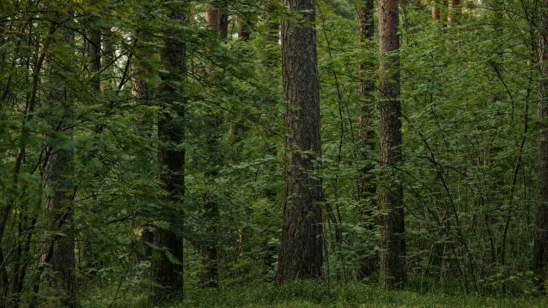 Nauji draustiniai Lietuvoje: planuojami pokyčiai gali paliesti ir jūsų regioną