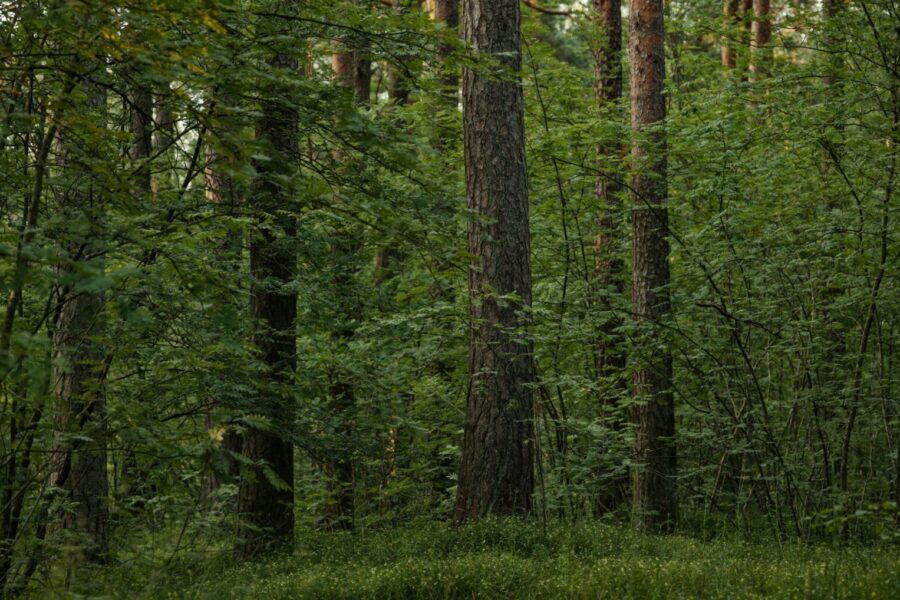 Peaceful view of a dense boreal forest with tall trees and lush undergrowth.