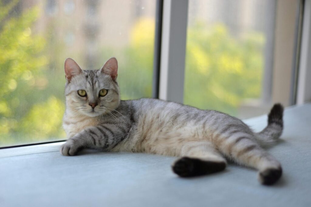 A relaxed gray cat lying by a sunny window, capturing a serene indoor moment.