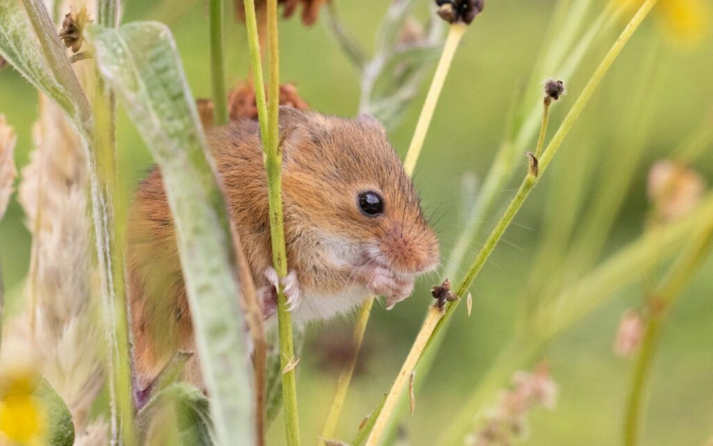 Adorable harvest mouse perched delicately on slender stems in a natural setting.