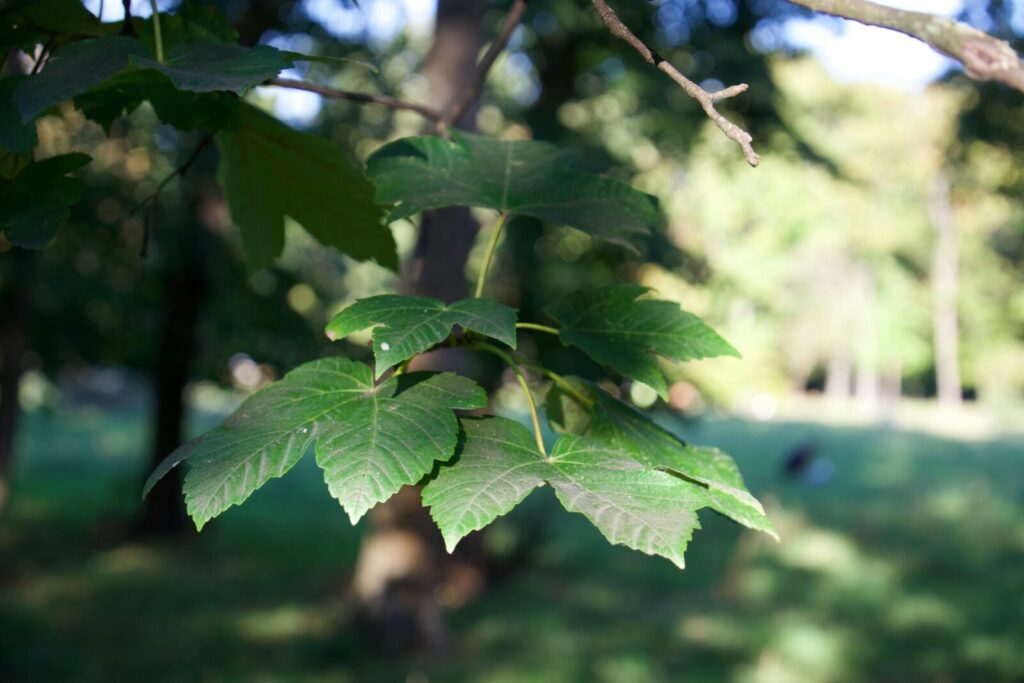 Sunlit maple leaves close-up with blurred woodland background.
