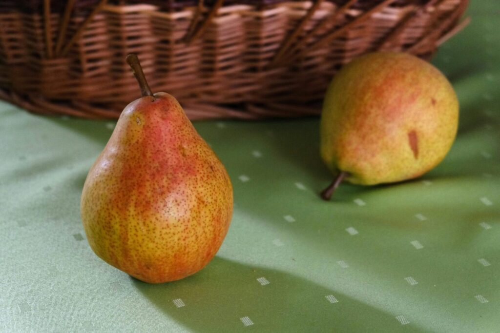 Two ripe pears on a green tablecloth beside a wicker basket, evoking rustic charm.