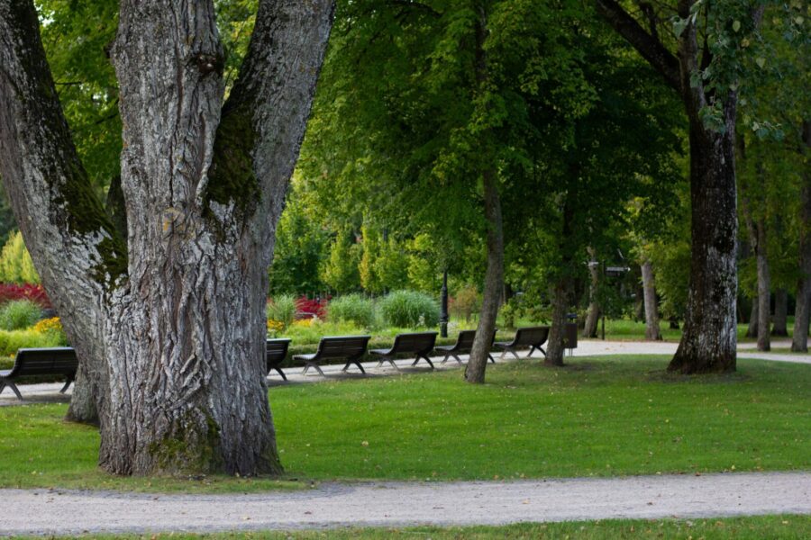 Peaceful park scene in Jūrmala, Latvia with oak trees and park benches on a sunny day.