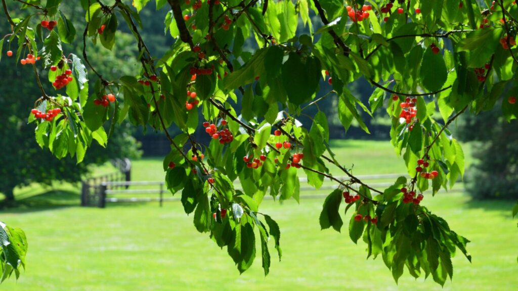 Lush cherry tree branches laden with ripe fruit in a sunlit field.