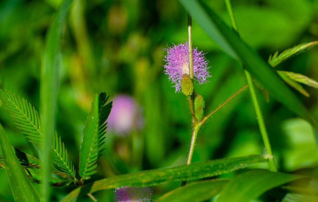 Close-up shot of pink mimosa flowers with green leaves in a lush natural setting.
