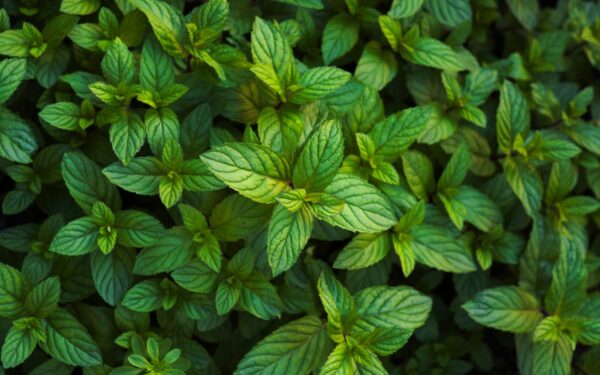 Saugos jūsų visą daržo derlių: atskleidė, kokie augalai privalo atsirasti kieme