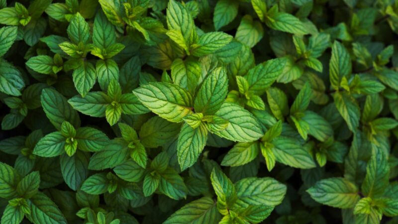 Saugos jūsų visą daržo derlių: atskleidė, kokie augalai privalo atsirasti kieme