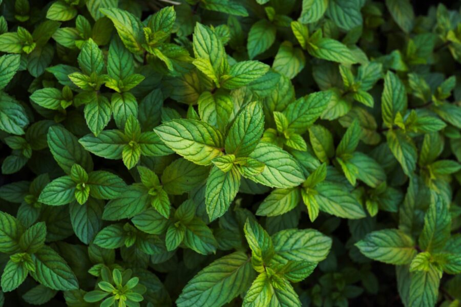 Close-up of fresh mint leaves showcasing their vibrant green hues and natural texture.