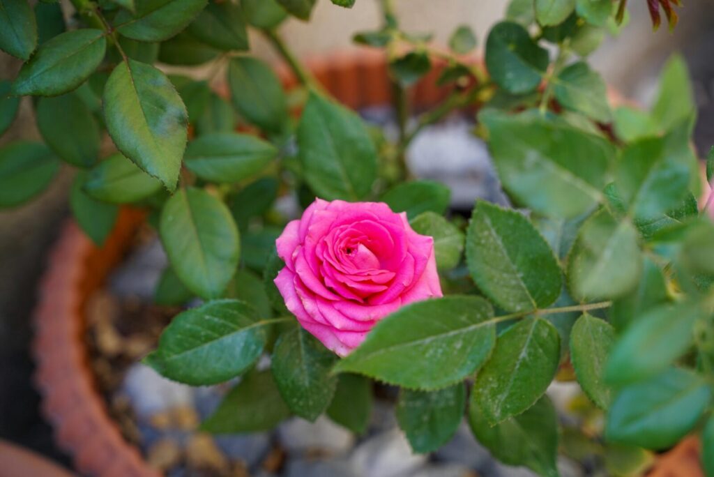 A vibrant pink rose in full bloom surrounded by lush green leaves in a garden pot.
