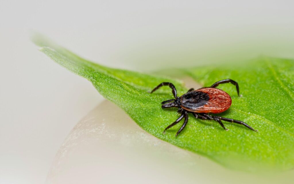 Close-up of a castor bean tick (Ixodes ricinus) on a green leaf, highlighting details and textures.