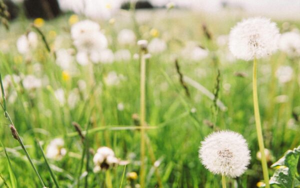 Žiedadulkių sezonas Europoje ilgėja: štai kodėl jos šį pavasarį tampa kur kas agresyvesnės