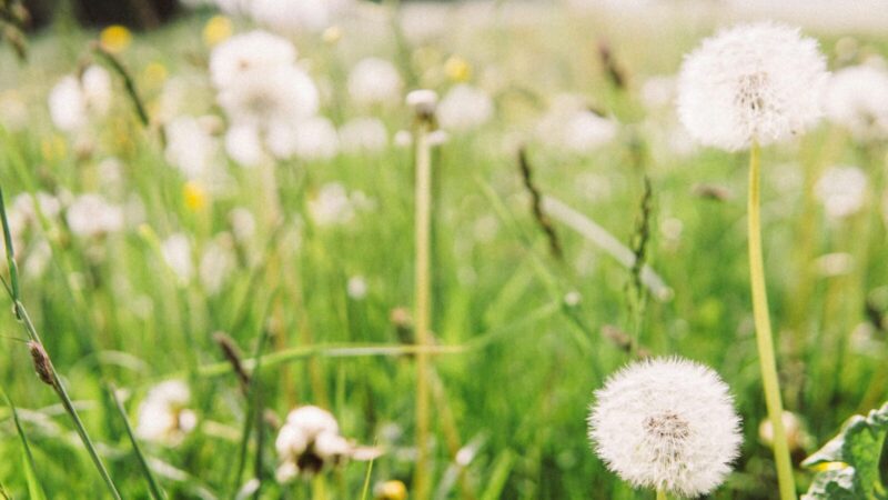 Žiedadulkių sezonas Europoje ilgėja: štai kodėl jos šį pavasarį tampa kur kas agresyvesnės