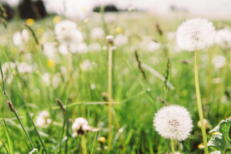 Delicate dandelions in a green field with a blurred natural background.