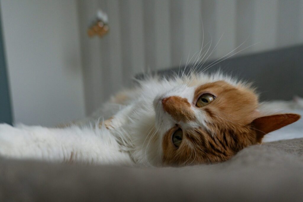 A fluffy ginger cat lounging comfortably indoors, showcasing its charming and relaxed lifestyle.