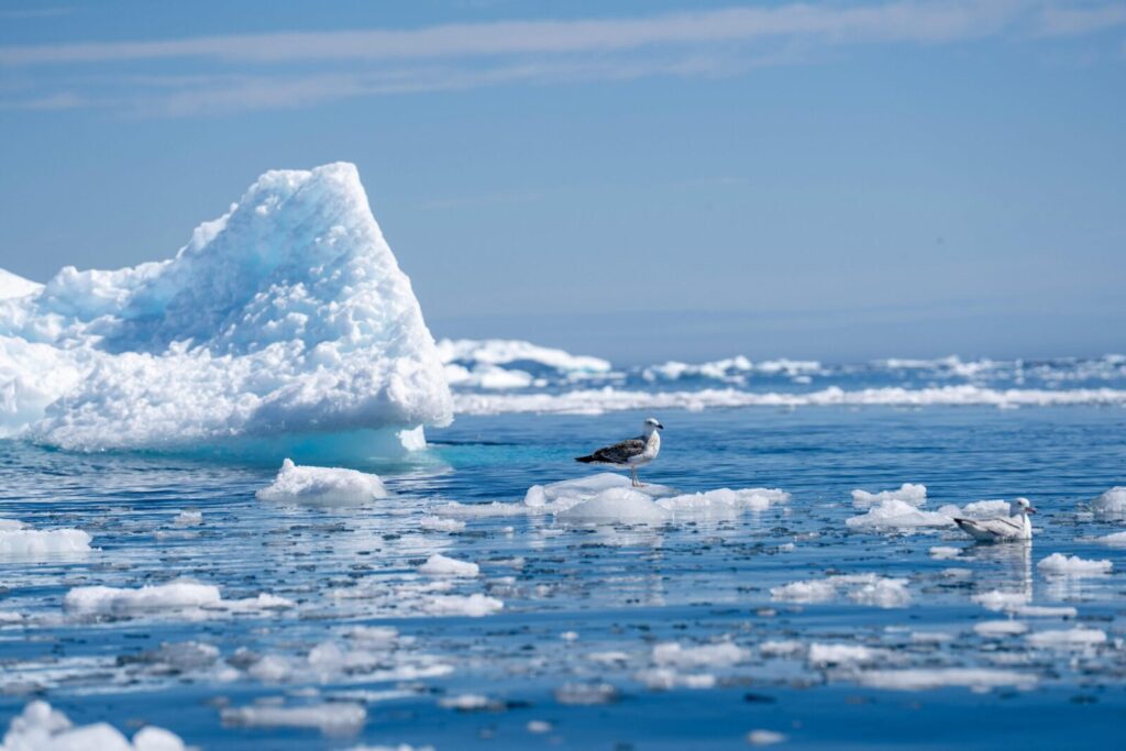Seagulls perched on drifting icebergs on a calm day in the Arctic Ocean, with a clear blue sky.