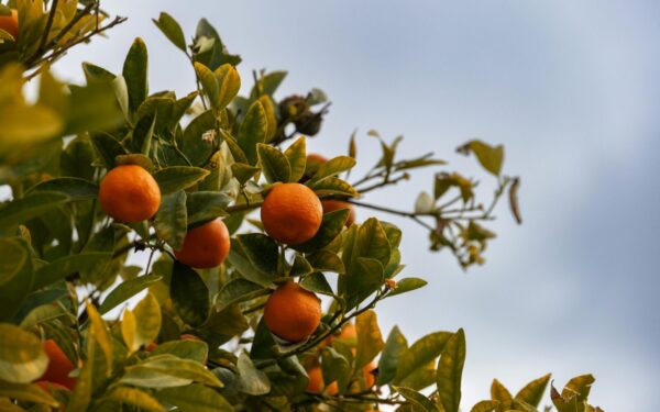 Norite skirtingų vaisių ant vieno medžio? Paprastas būdas padės sutaupyti vietos jūsų sode