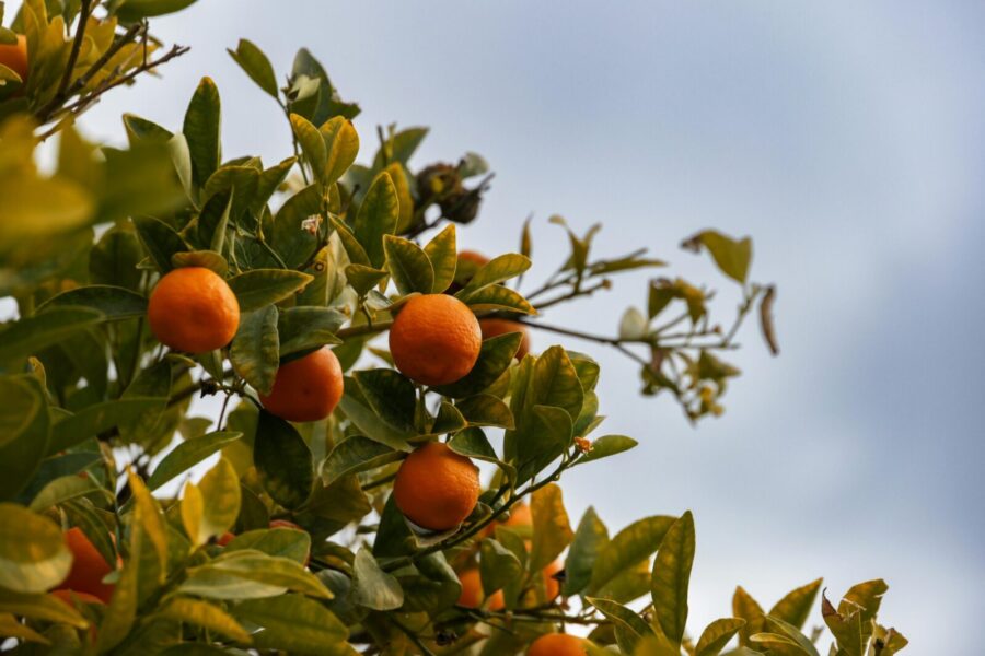 Close-up of ripe oranges hanging on a citrus tree with lush green leaves against a cloudy sky.