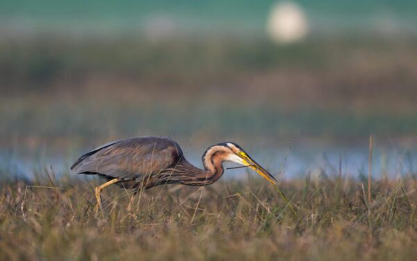 Tikras maskuotės meistras: šis retas paukštis moka vaikščioti net vandens lelijomis