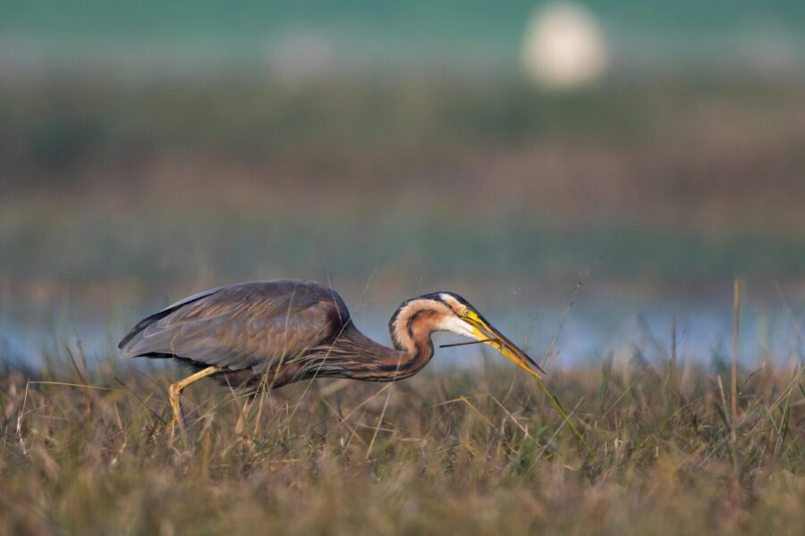 A purple heron foraging in marshland during the early morning hours.