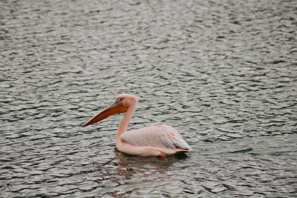 A pink pelican gracefully swims on a calm lake surface in Türkiye.