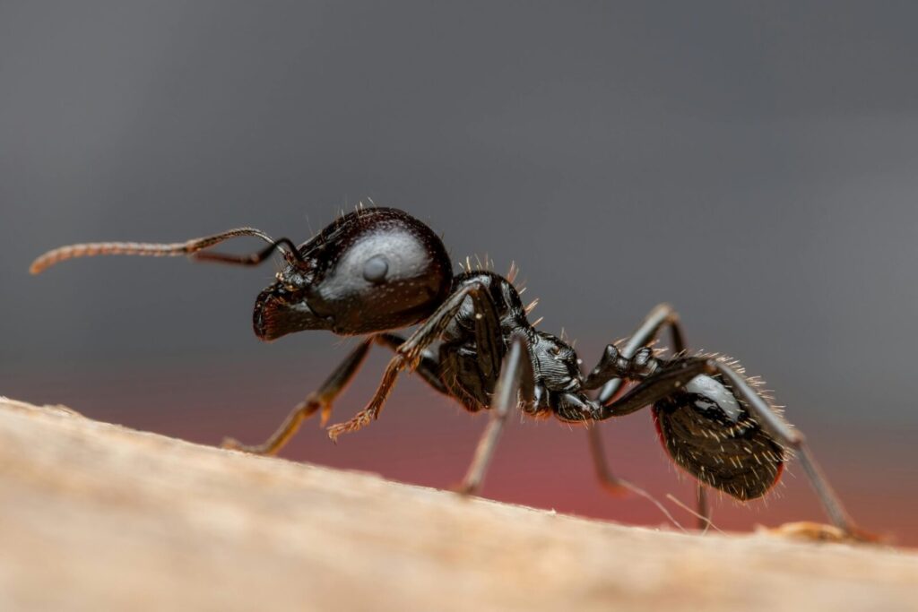 Detailed macro photo of a black ant (Camponotus) walking on wood, showcasing its features.