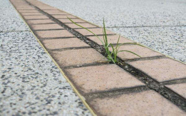 Piktžolės tarp trinkelių varo į neviltį? Štai pigus būdas jas išnaikinti be ravėjimo