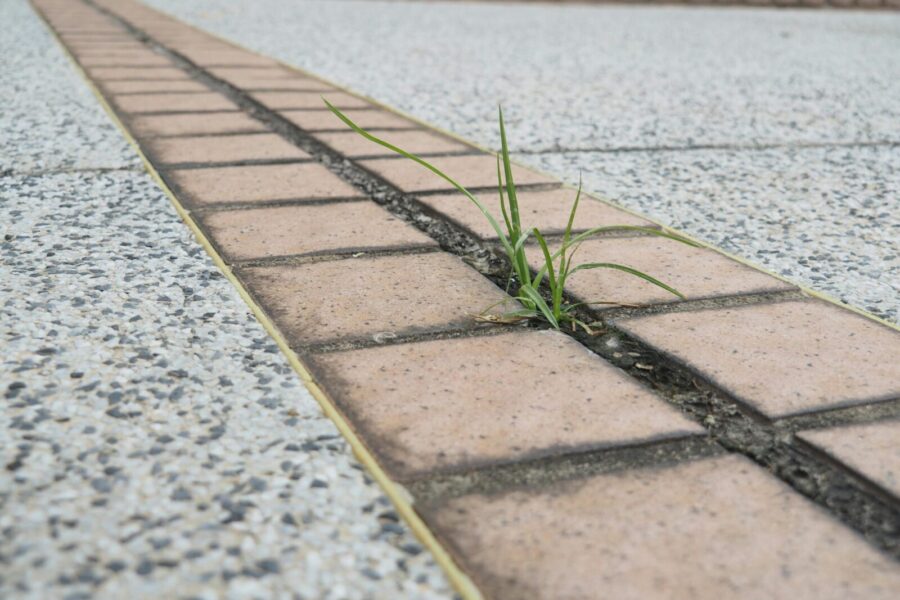 Resilient grass sprouts between brick pavement in a vibrant Hong Kong street scene.