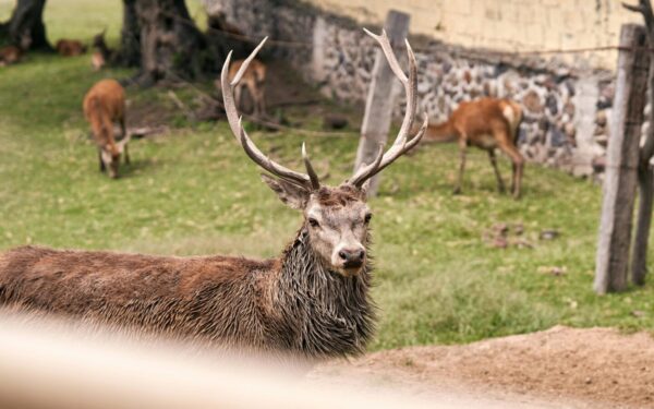 Šiaulių rajone nugaišo 55 elniai: paaiškėjo, kokia bausmė skirta ūkininkui